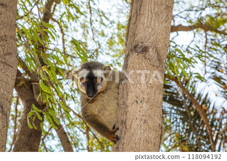 Red-bellied Lemur - Eulemur rubriventer, Cute primate. 118094192