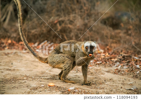 Common brown lemur (Eulemur fulvus) with orange eyes. 118094193
