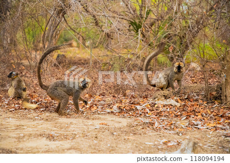 Common brown lemur (Eulemur fulvus) with orange eyes. Common brown lemur (Eulemur fulvus) with orange eyes. 118094194