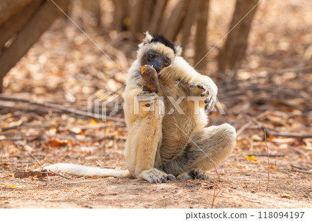 Sifaka lemur (Propithecus verreauxi), Madagascar nature Sifaka lemur (Propithecus verreauxi), Madagascar nature 118094197