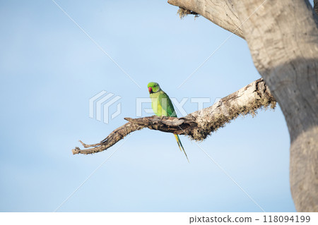 Rose-Ringed Parakeet in tree. (Psittacula Krameri) Rose-Ringed Parakeet in tree. (Psittacula Krameri) 118094199
