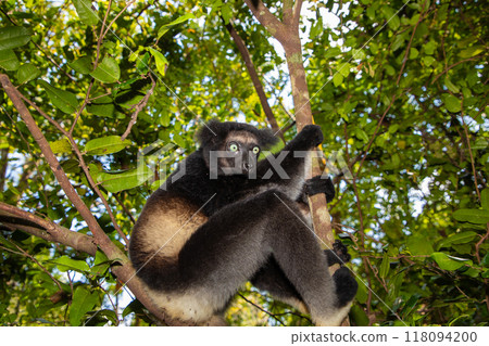 Lemur Indri indri, babakoto largest lemur from Madagascar Lemur Indri indri, babakoto largest lemur from Madagascar 118094200