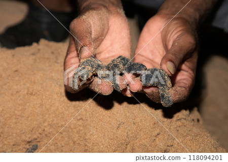 human hands hold newborn sea turtle babies in sand 118094201
