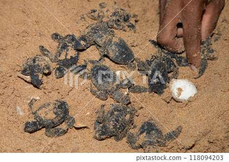 human hands hold newborn sea turtle babies in sand 118094203