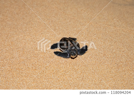 baby sea turtle goes to the water, towards ocean baby sea turtle goes to the water, towards ocean 118094204