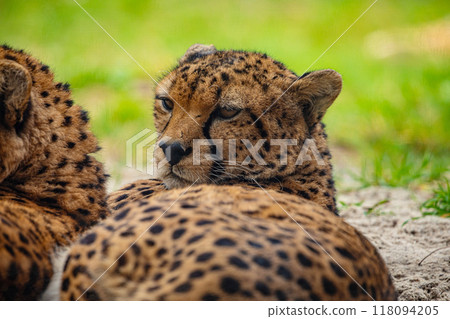 two cheetahs are resting nearby on the green grass, close up two cheetahs are resting nearby on the green grass, close up 118094205