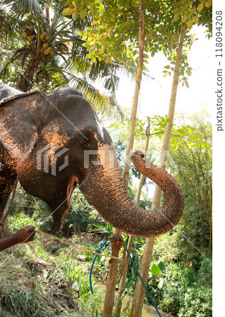 Elephant skin texture abstract background, Asian elephants skin texture, Close up asian elephant reveals the texture of the animal skin. 118094208
