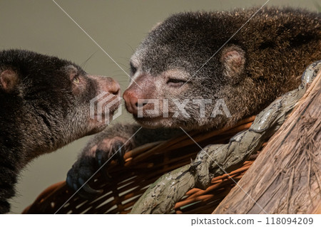 cute wild bear cuscus aulirops ursinus arboreal against blure background. cute wild bear cuscus aulirops ursinus arboreal against blure background. 118094209