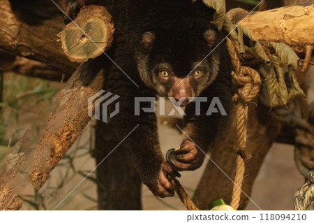 cute wild bear cuscus aulirops ursinus arboreal against blure background. cute wild bear cuscus aulirops ursinus arboreal against blure background. 118094210