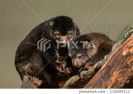 cute wild bear cuscus aulirops ursinus arboreal against blure background. 118094211