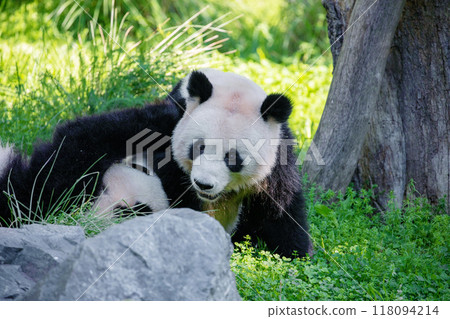 cheerful playing pandas on green lawn 118094214