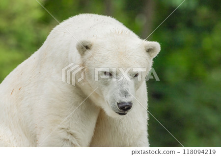 Polar Bear takes a rest 118094219