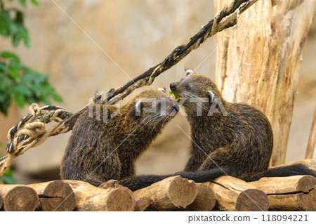 Binturong Arctictis binturong, also known as bearcat. Wildlife animal. 118094221