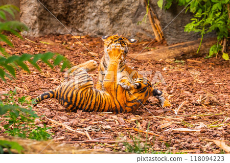 Sumatran tiger family with two little cubs Sumatran tiger family with two little cubs 118094223