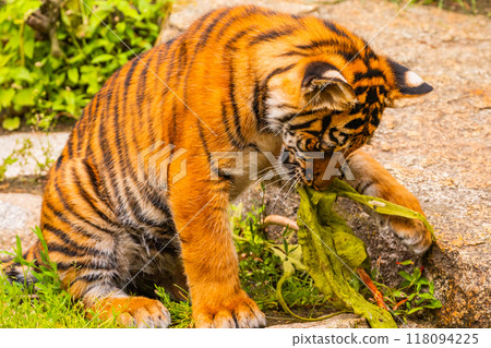 Sumatran tiger family with two little cubs 118094225