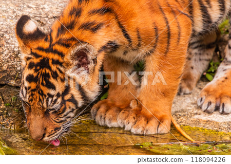 Sumatran tiger family with two little cubs 118094226