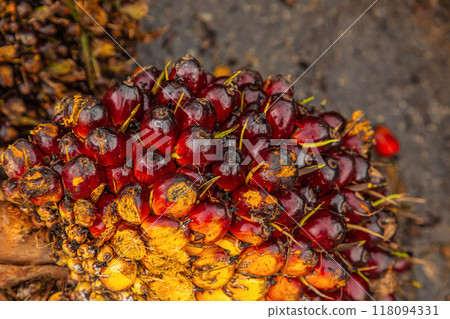 Fresh Fruit Bunch (FFB) in a Palm Oil Plantation after cutting Fresh Fruit Bunch (FFB) in a Palm Oil Plantation after cutting 118094331