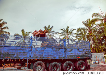 worker operates a forklift to unload harvested palm oil fruit 118094340