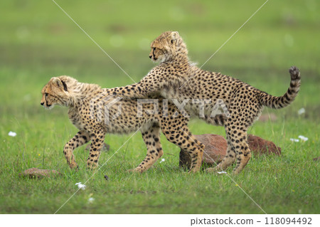 Cheetah cub stands leaning on another walking 118094492