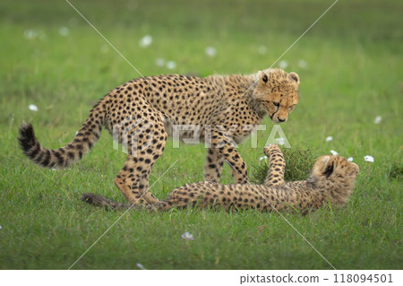 Cheetah cub stands over another in grass Cheetah cub stands over another in grass 118094501