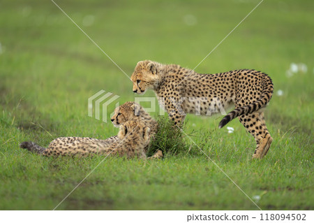Cheetah cub stands over one lying down Cheetah cub stands over one lying down 118094502