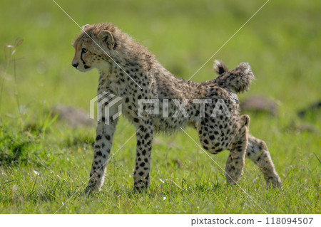 Cheetah cub stands stretching on short grass 118094507