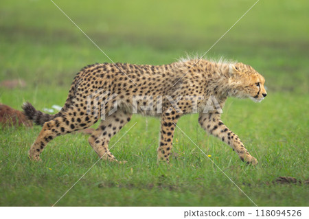 Cheetah cub walks past rock on grassland Cheetah cub walks past rock on grassland 118094526