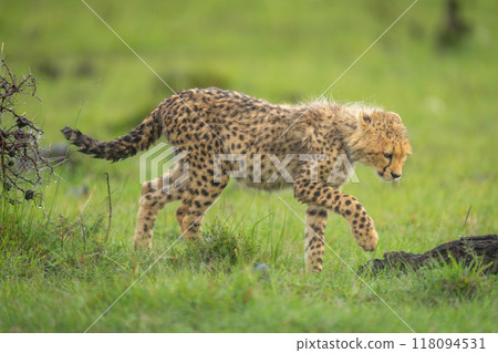 Cheetah cub walks towards log lifting forepaw 118094531