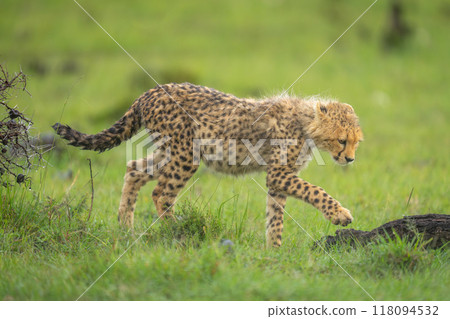 Cheetah cub walks towards log lifting paw Cheetah cub walks towards log lifting paw 118094532