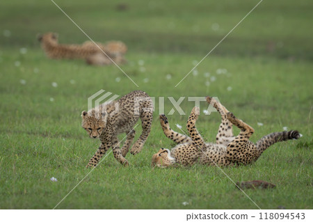 Cheetah cubs play near mother on grass Cheetah cubs play near mother on grass 118094543