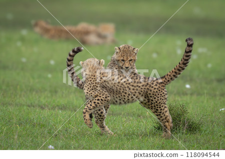 Cheetah cubs play near mother on grassland Cheetah cubs play near mother on grassland 118094544