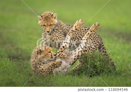 Cheetah cubs play on grass by bush 118094546
