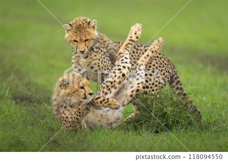 Cheetah cubs playing on grass by bush Cheetah cubs playing on grass by bush 118094550