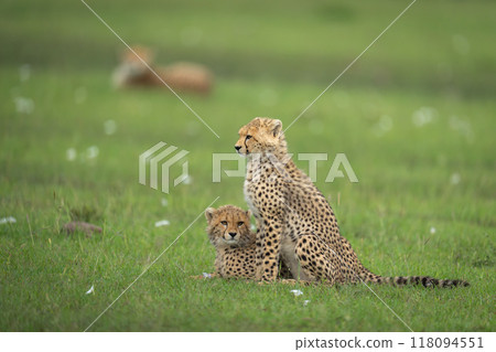 Cheetah cubs sit and lie near mother Cheetah cubs sit and lie near mother 118094551