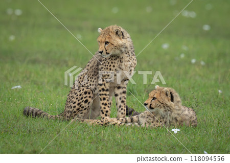 Cheetah cubs sit and lie on savannah Cheetah cubs sit and lie on savannah 118094556