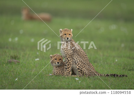 Cheetah cubs sitting and lying near mother Cheetah cubs sitting and lying near mother 118094558