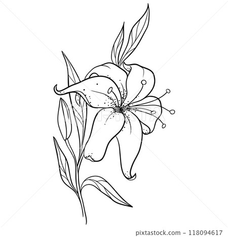 Simple Line Drawing Of A Lily Flower On A Branch With Leaves Simple Line Drawing Of A Lily Flower On A Branch With Leaves 118094617