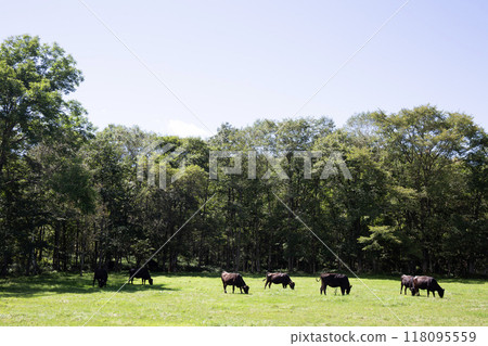 北海道和牛 118095559