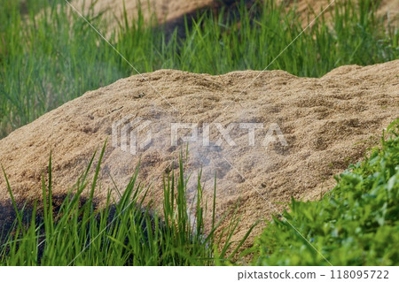 Rice field 118095722