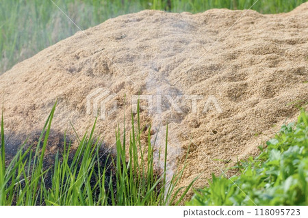Rice field 118095723