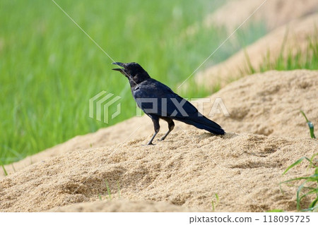 Rice field 118095725