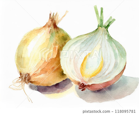 Onion painted in watercolor 118095781