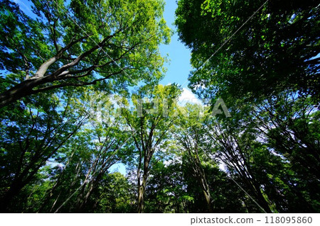 Green trees 118095860