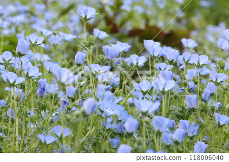 Nemophila 118096040