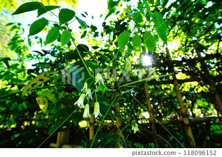 Mube flowers 118096152