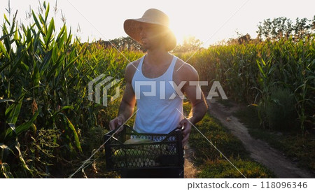 Male farmer with plastic harvest box explores green corn stems while going at field. Young handsome agronomist examines maize stalks during walking on meadow at sunset. Agricultural business concept 118096346