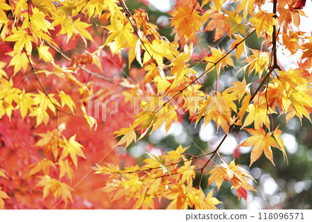 Red and Yellow Autumn Leaves① Red and Yellow Autumn Leaves① 118096571