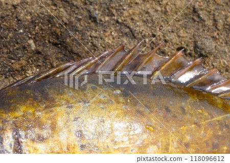 Rabbitfish, fins, spines, poisonous fish 118096612
