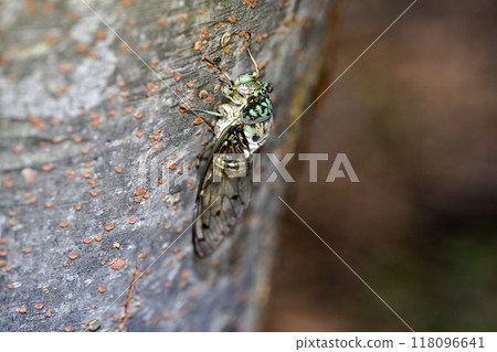 Min min cicada Min min cicada 118096641
