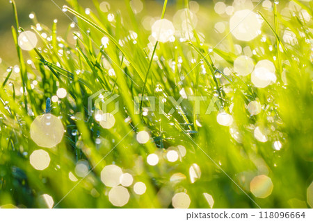 Natural green grass background in sunny summer day Natural green grass background in sunny summer day 118096664